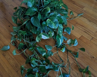 Golden Pothos Hanging Basket: Easy Care Trailing Vine, Air Purifying