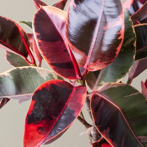 May include: Close-up of a vibrant rubber plant with large, oval-shaped leaves. The leaves display a striking color palette of deep burgundy, bright red, and green, with pink and cream edges. The plant's glossy leaves create a visually appealing contrast.