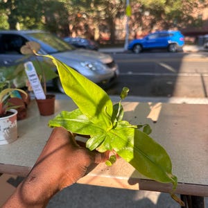 2&quot; Nepenthes Gaya – Tropical Carnivorous Pitcher Plant, Rare Nepenthes Hybrid, Live Plant