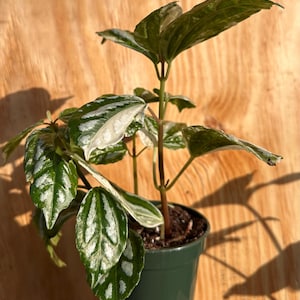 Variegated Pilea - Etsy