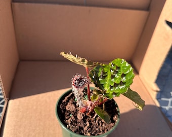 Begonia ferox | 3.5” Rare Spiky Foliage Begonia | Collector Tropical Houseplant | Indoor Exotic Plant
