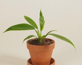 Philodendron panduriforme – 2" Pot | Rare Philodendron | Arrowhead Leaves | Easy Care Tropical Indoor Plant