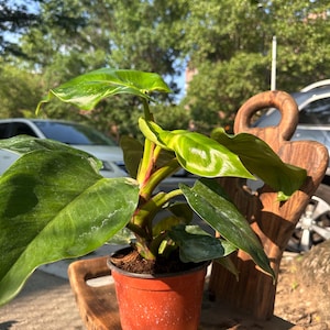 6” White Princess Philodendron – Rare Variegated Aroid | Collector Houseplant