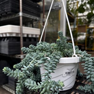 Pode incluir: Um vaso branco suspenso com uma planta suculenta rasteira, com caules azuis-esverdeados em cascata. O vaso &eacute; suspenso por cordas brancas e fica em cima de uma caixa de pl&aacute;stico preta. A planta &eacute; uma cauda de burro.