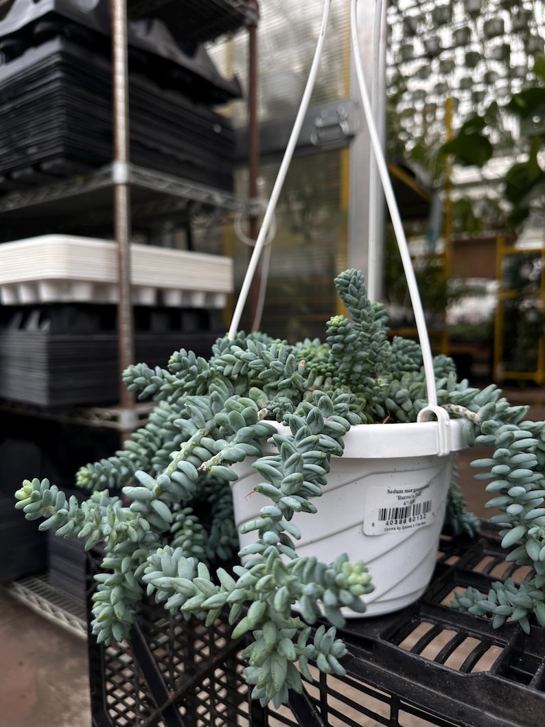Pode incluir: Um vaso branco suspenso com uma planta suculenta rasteira, com caules azuis-esverdeados em cascata. O vaso &eacute; suspenso por cordas brancas e fica em cima de uma caixa de pl&aacute;stico preta. A planta &eacute; uma cauda de burro.