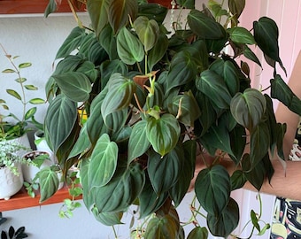 4” Philodendron Micans – Velvet Trailing Plant | Heart-Shaped Leaves