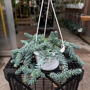 Pode incluir: Uma planta suculenta suspensa, com caules verde-azulados em cascata, &eacute; exibida em um vaso branco. O vaso &eacute; suspenso por cordas brancas. A planta repousa sobre uma caixa de pl&aacute;stico preta, com outras plantas ao fundo.