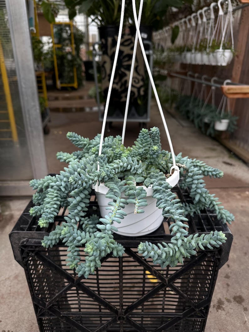 Pode incluir: Uma planta suculenta suspensa, com caules verde-azulados em cascata, &eacute; exibida em um vaso branco. O vaso &eacute; suspenso por cordas brancas. A planta repousa sobre uma caixa de pl&aacute;stico preta, com outras plantas ao fundo.