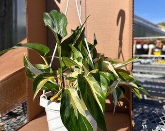 6 in snake plant Sansevieria zeylanica 'Snake Plant'  Snakeroot Botanicals