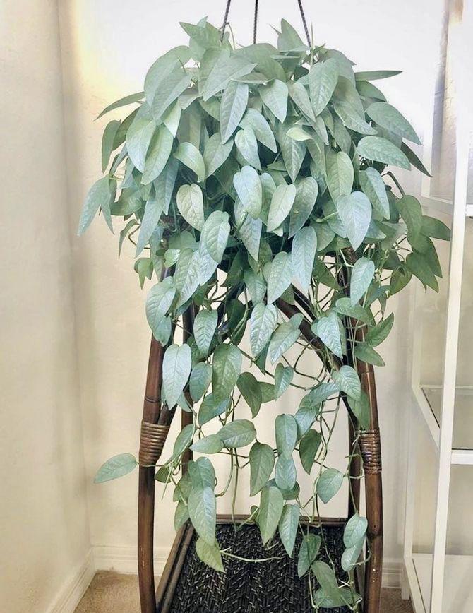 4" Cebu Blue Pothos: Rare Silvery-blue Trailing Vine - Etsy
