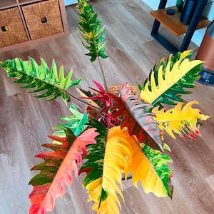 May include: A vibrant Philodendron Caramel Marble plant with large, colorful leaves. The leaves display a mix of green, yellow, orange, and red hues. The plant is in a pot, and the text "Philodendron Caramel Marble" is visible.