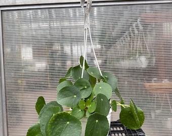 Pilea Peperomioides Live Plant – 6” Hanging Basket | Chinese Money Plant