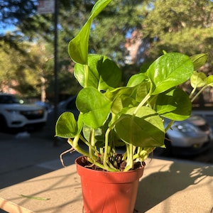 4&quot; Pothos Global Green – Rare Variegated Pothos, Easy Care Trailing Indoor Plant