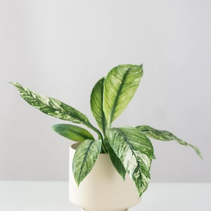 May include: A potted plant with large, green leaves with white variegation. The plant is in a cream-colored, modern-style ceramic pot. The pot sits on a matching saucer. The background is a solid, light gray.