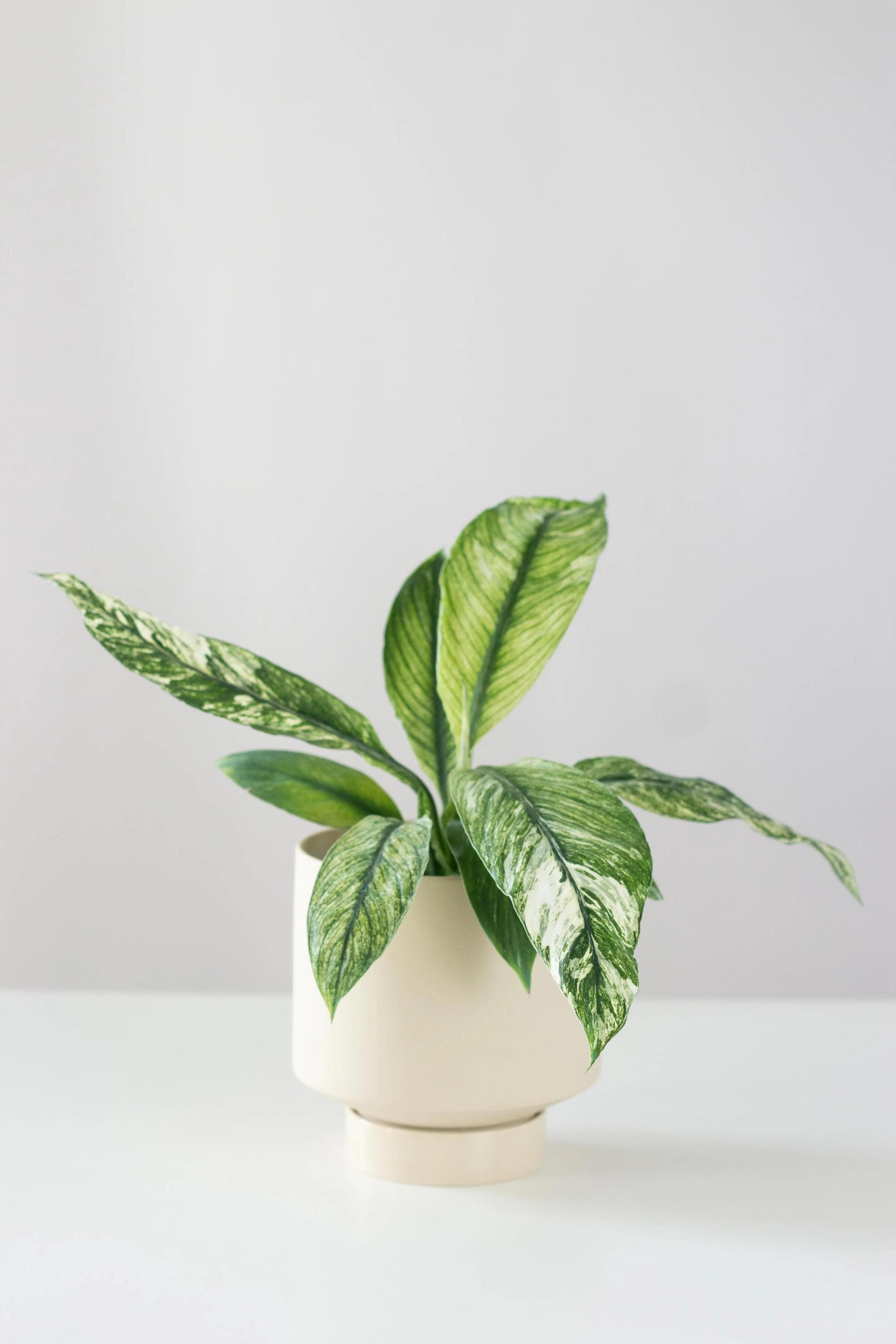 congo green philodendron Philodendron Green Congo Hybrid Variegated – Set of 10 Plants – Lucky  Plants Thailand main image 1