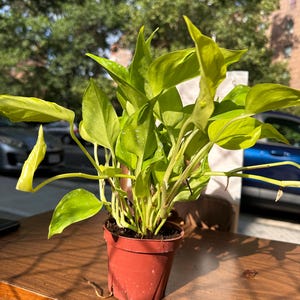 4” Philodendron São Paulo – Rare Tropical Aroid | Compact Easy Care Plant with Unique Leaf Texture | Collector Houseplant