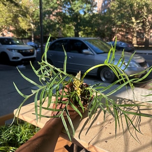 4&quot; Philodendron Tortum – Rare Aroid, Exotic Indoor Plant, Unique Foliage