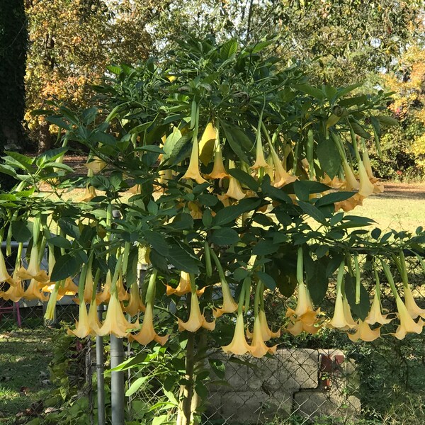 Angel Trumpet Cuttings Etsy