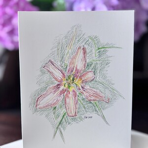 Tawny Daylily (8 pack)