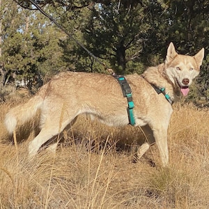 Reflective Padded Dog Harness: Multi-Use Hiking & Running, No Pull D-Ring - Alpine Outfitters