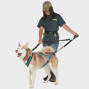 Op de afbeelding: Een bruin-witte Siberische Husky met een blauw-zwart harnas, vastgehouden door een persoon. De persoon draagt een donkerblauw shirt, jeans en een beige pet. De hond zit aan een lijn die aan een zwarte stang is bevestigd.