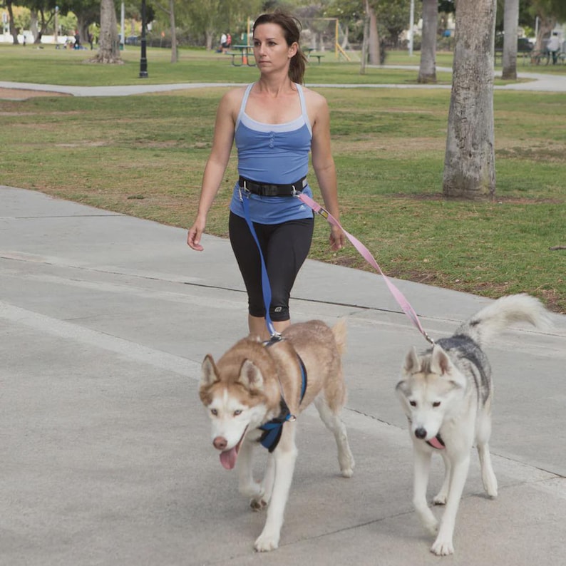 A photo of a woman walking two dogs with Alpine Outfitters Hands-Free Belt and Urban Trail® Walking Leash, 5 ft., 1" width or 3/4" for Pups & Small Dogs