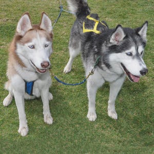 Puede incluir: Dos huskys siberianos sobre hierba verde. Uno está sentado, con un arnés azul, y el otro está de pie, con un arnés amarillo. Ambos perros tienen ojos azules y están conectados por una correa azul.