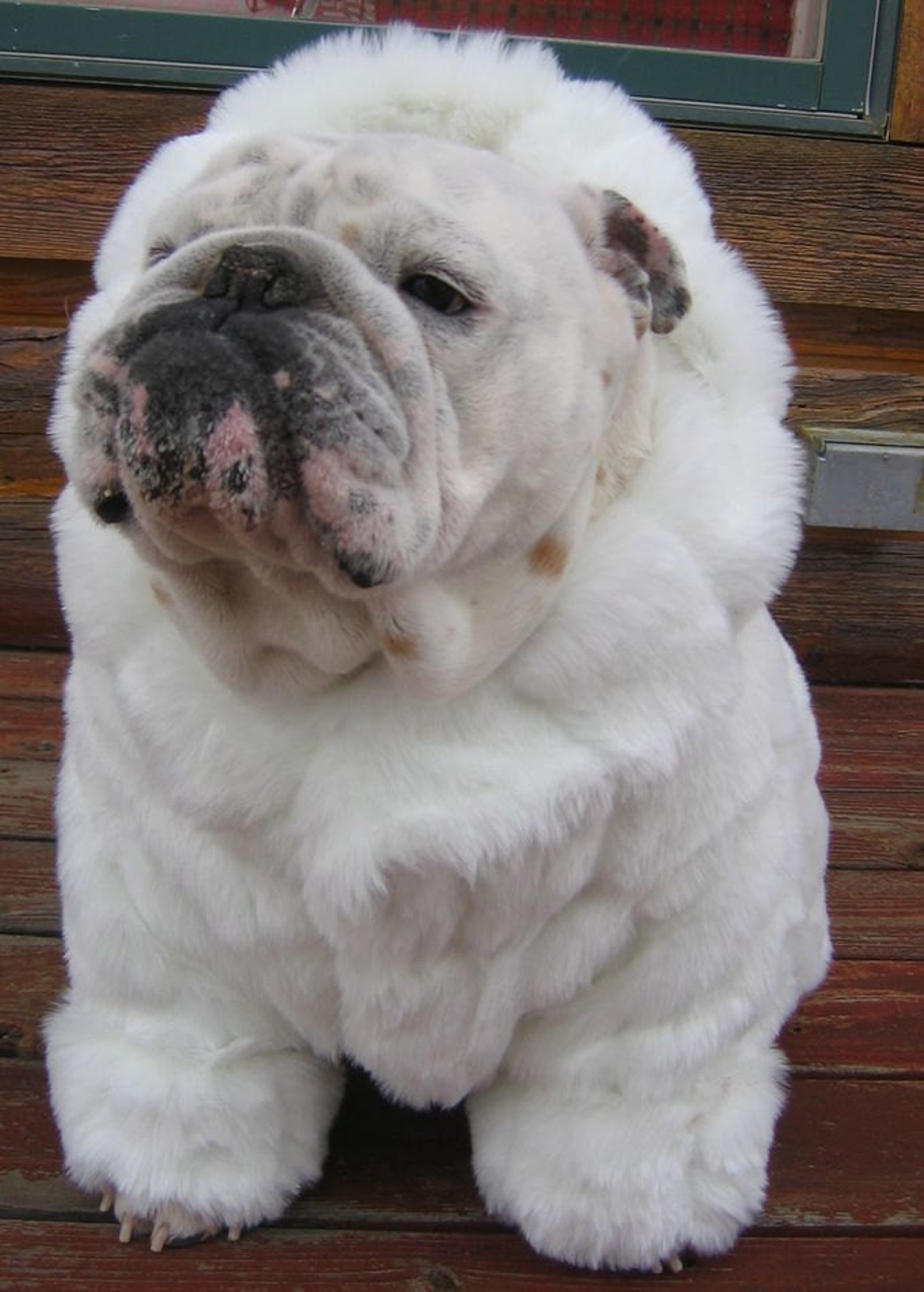 ORDER ENGLISH BULLDOG Faux Mink White Fur Coat Bulldog Custom Etsy