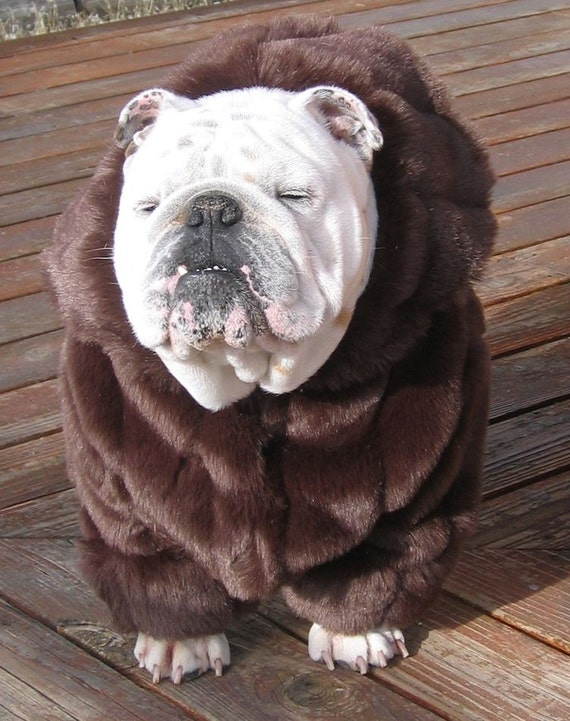 manteau chien bulldog anglais