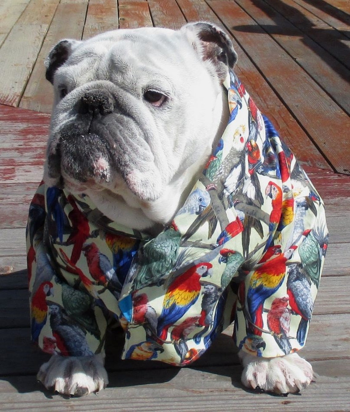 ENGLISH BULLDOG Hawaiian Shirt Hawaiin Dog Shirt Pet Etsy