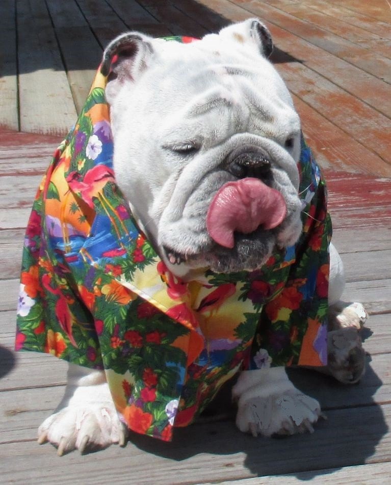 english bulldog hawaiian shirt