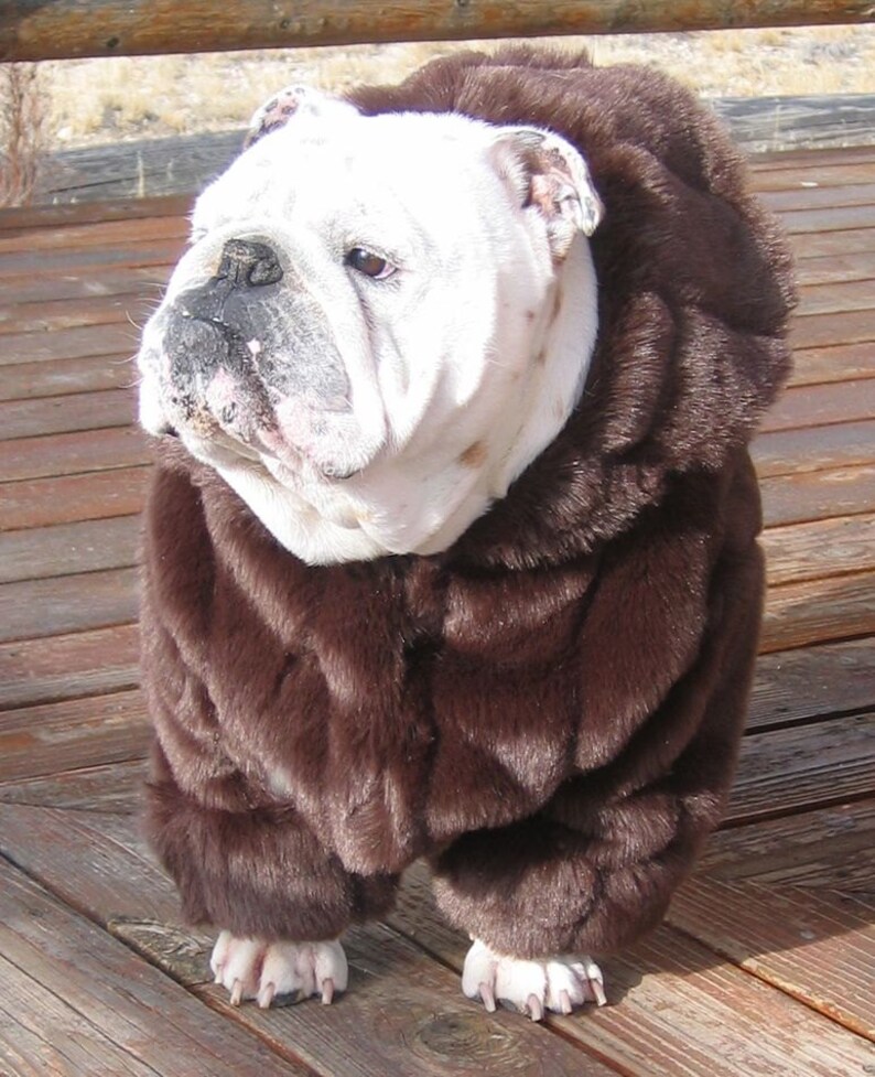ORDER ENGLISH BULLDOG Faux Mink Fur Coat Bulldog Custom Etsy