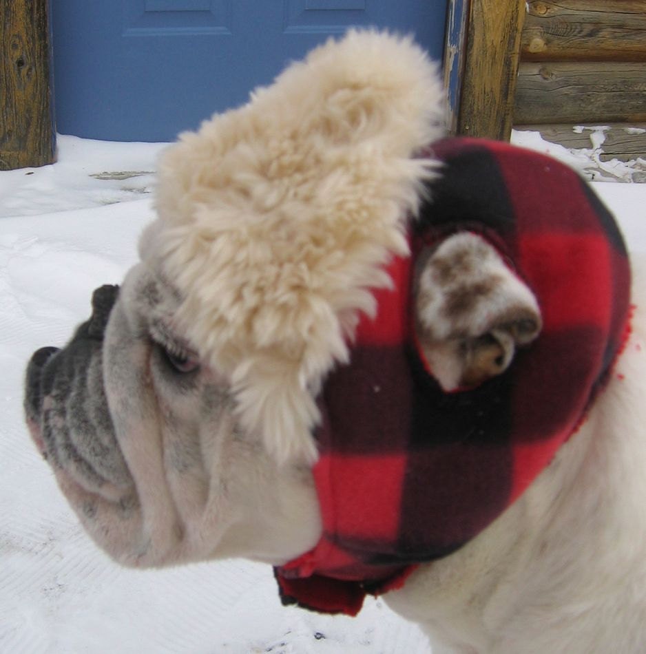 ENGLISH BULLDOG Hunter Hat, Faux furon brim, Bulldog Clothing, Englis…