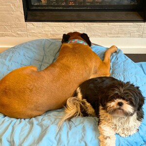 May include: A brown and white dog laying on a blue blanket with a larger brown dog laying behind it.