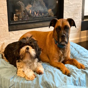 May include: A brown and black Shih Tzu dog and a brown Boxer dog are lying on a blue blanket. The Boxer dog is looking at the camera.