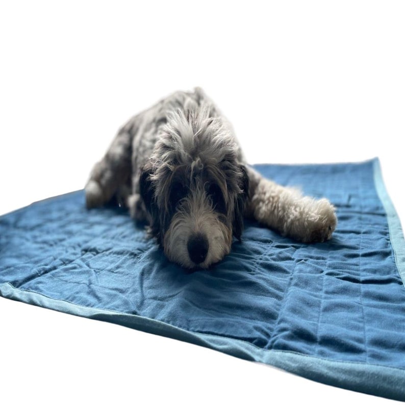 May include: A gray and white dog laying on a blue quilted dog bed.
