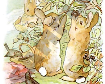 Peter Rabbit / Picking Blackberries / Beatrix Potter / Cross Stitch Chart / Digital / Download / PDF / DOWNLOAD / Zip