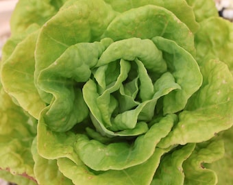 Garden Series I-III: "Eat Your Greens", "Pretty in Pink", "Fry Me Up...Soon"