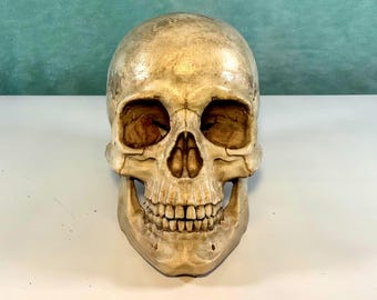 Pode incluir: Uma réplica realista de crânio humano com acabamento em osso envelhecido na cor branco sujo e sombras castanhas subtis nas fendas. O crânio apresenta órbitas oculares detalhadas, cavidade nasal e uma dentição completa.