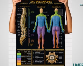 Spinal Nerves and Dermatomes Anatomy Poster – Chiropractic, Physiotherapy Clinic Reference Unframed Large Print Dark