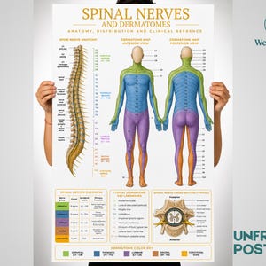 Poster Spinalnerven Dermatom Karte