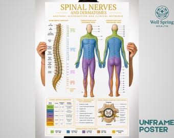 Spinal Nerves Dermatome Chart Poster