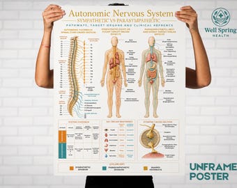 Autonomic Nervous System Poster, Sympathetic Parasympathetic Anatomy Chart, Anatomy Study Guide neurology decor reference
