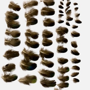 Peacock feathers 60 pieces, Loose Craft feathers,