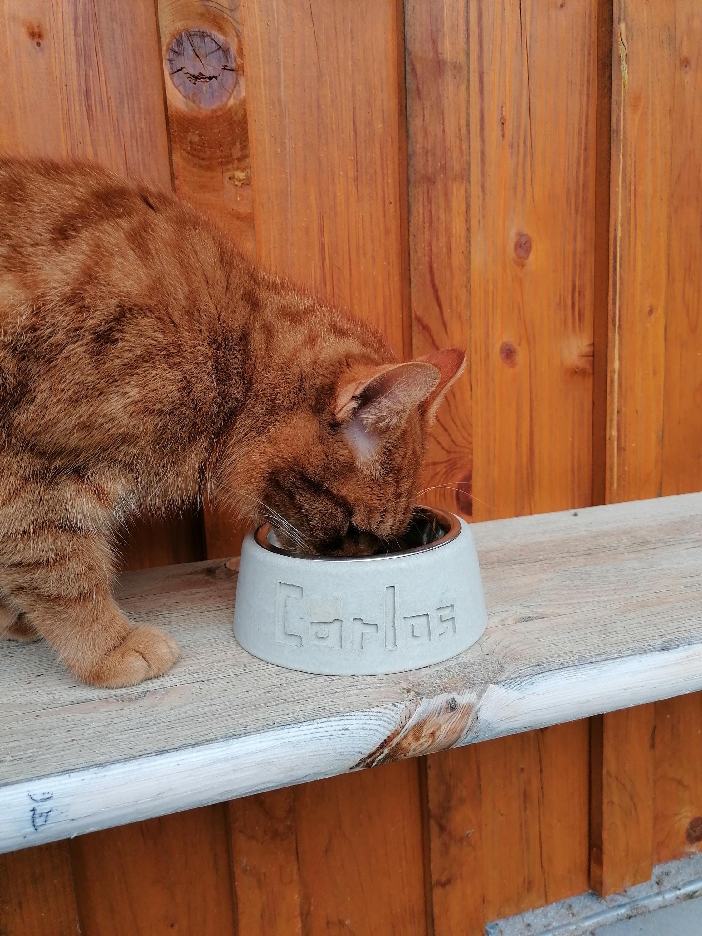 Personalized pet food bowl, concrete, stainless steel