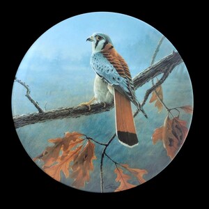 May include: A round decorative plate featuring a detailed painting of an American Kestrel perched on a tree branch. The bird has a gray head, orange back, and blue wings. Autumn leaves and a blue sky complete the scene.