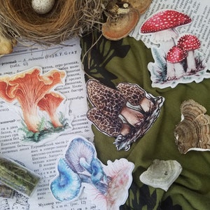 May include: A collection of mushroom illustrations, including a red and white fly agaric, a brown and white morel, a yellow chanterelle, and a blue and white mushroom. The illustrations are printed on paper and are surrounded by natural elements, such as leaves, twigs, and a bird's nest.