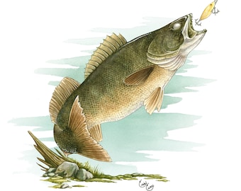 Walleye Fine Art Print - Limited Edition - Aquarel - Visser - Visser