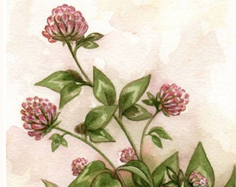 Red Clover - Floral Watercolor Fine Art Print (Matted)