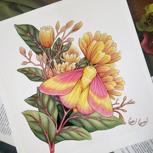 Rosy Maple Moth - Watercolor Fine Art Print - Spiritual - Goblin Core - Witchy - Floral - Lunar - Moon